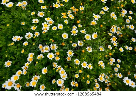 Incredible Outdoor Picture of a Flowery Garden Full of White Vivid Daisies, Close Up Bellis Perennis Wind Flower, Delicate Buds Growth and Bloom in Sunlight of Adorable Spring Natural Copy Space 