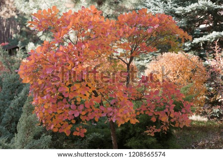 Decorative tree with bright red leaves. Autumn, October