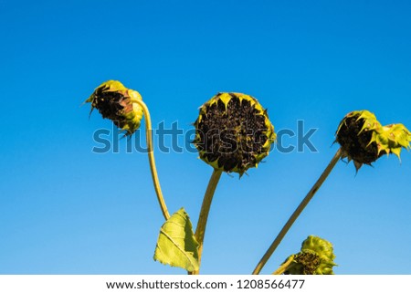 Three long green stems with dead sunflowers. There is a blue cloudless sky in the background