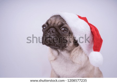 Pug puppy, dog in a hat like Santa Claus. Puppy isolated on white background. Happy Christmas and New year concept. With space for text
