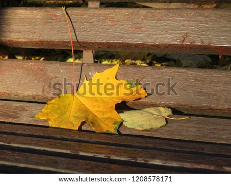 Fallen maple leaf on a wooden bench in the park. Autumn weather