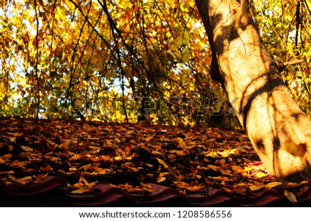 Golden leaves in autumn park.