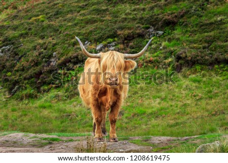 Close up of Highland Scottish Cattle in Conic Hill