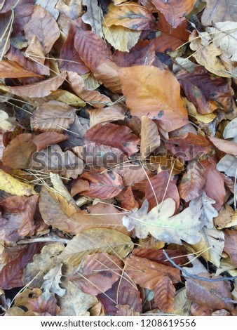Variety of orange, yellow, brown and red autumn  leaves in cloudy day in forest. Natural background full of leaves, needles fell from trees. Colorful nature texture. Autumn leaves texture.