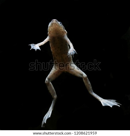 Zaire Dwarf Clawed Frog (Hymenochirus boettgeri) popular for keeping in fish tank