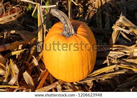 High Angle Pumpkin in a Field in the Center, Warm Orange Autumn October