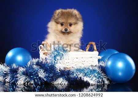 Pomeranian Spitz puppy with Christmas garland on deep-blue background