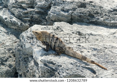 Iguana, mexican wildlife                       