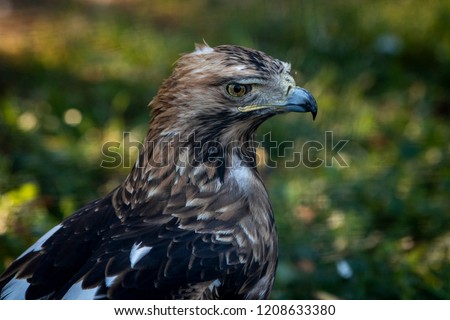 portrait of a bird of prey