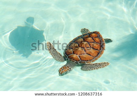 Green sea turtle, tropical waters                