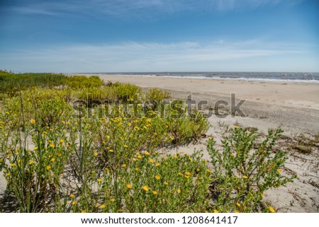 Scene of Coastal Louisiana at Holly Beach in Cameron Parish Royalty-Free Stock Photo #1208641417