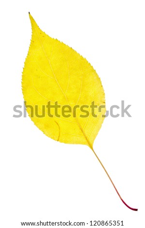 yellow autumn leaf isolated on a white