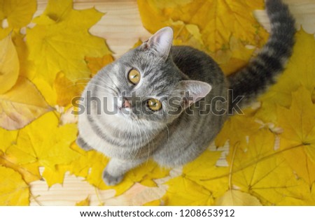 a grey cat sitting on the yellow leaves
