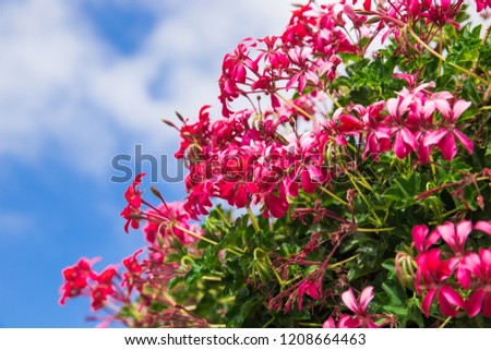 beautiful flowering gardens. bright bush against the sky. bright picture, flowers Bougainvillea