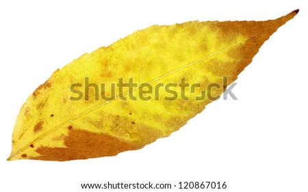 yellow autumn leaf isolated on a white