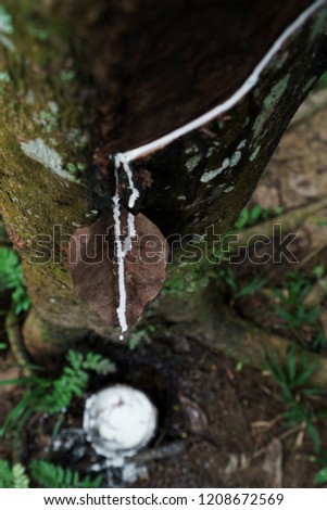 Harvesting milky sticky wet white liquid from rubber trees on plantation in tropical jungle environment. Deforestation logging and monocultural farming devastates these regions of asia.