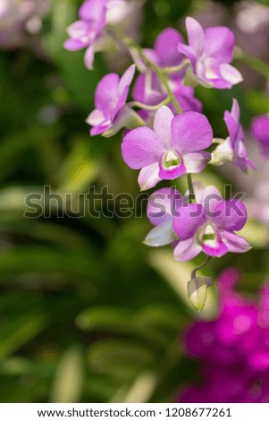 Beautiful purple Phalaenopsis orchid flowers with natural background