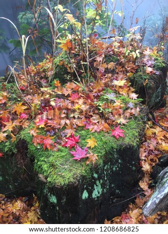 A japanese style to travel to the mountain to watch the autumn leaves(Momiji) in autumn.
This is the picture is cute color leaves on the tree stump.