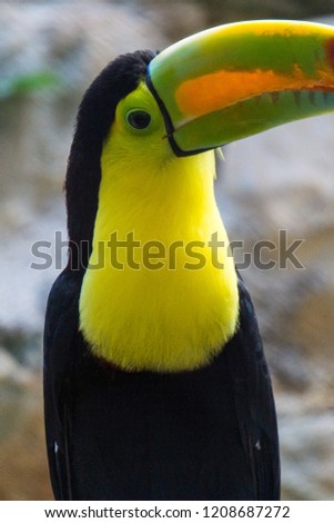 Beautiful toucan of the mexican forest in the "Peninsula de Yucatán".