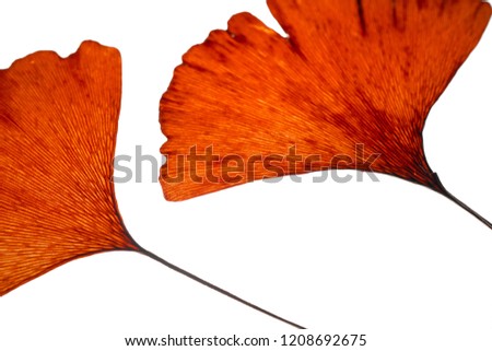 dried red ginko leaves on white