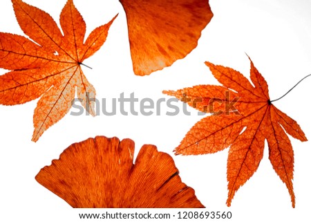 dried red maple leaves and ginko leaves 