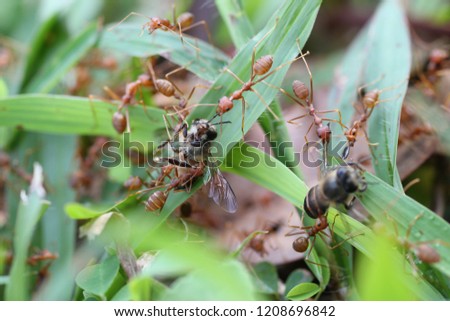 A group of fire ants (Solenopsis) carrying carcasses of bee to bring to their nest.
