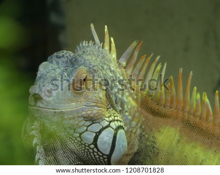 American Iguana also known as the Green Iguana. Native to Central, South America, and the Caribbean