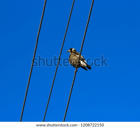 A  newly feathered half grown black and white juvenile Australian magpie cracticus tibicen  is perching on a power line in early summer.