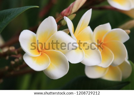 White & Yellow blossom flower 