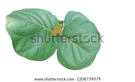The cut out of the leaves of Sea Grape tree (Coccoloba uvifera)  Royalty-Free Stock Photo #1208739079