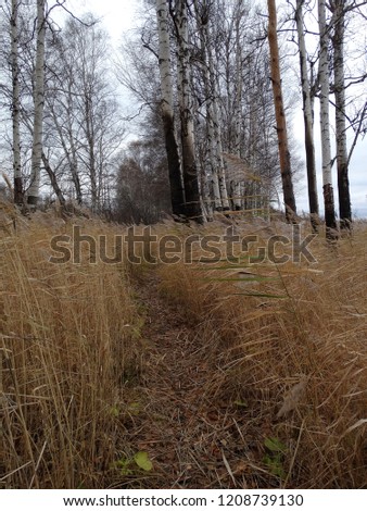 Reeds and birch