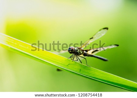 The dragonfly in blur background

