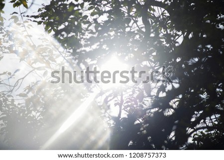 sunlight from behind the leaves
