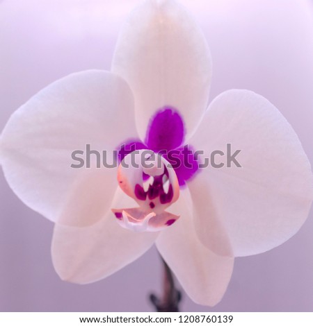 Orchid Flower On Blurred Background. Decoration, Love Concept.