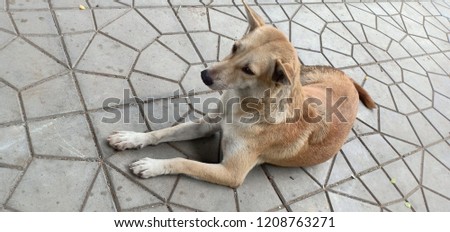 the red brown homeless dog lies in the street.Thai dog is sleepy on the sidewalk. 