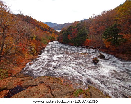 Autumn Leave at Nikko, Japan