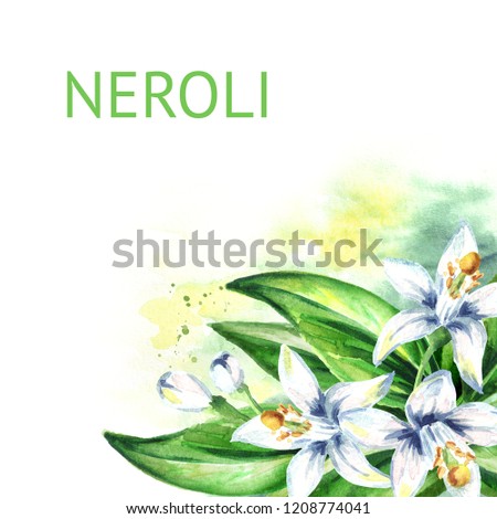 Neroli background. Watercolor hand drawn illustration