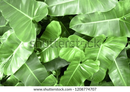 Green leaves pattern background on Natural background