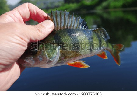 European perch fish on the river.