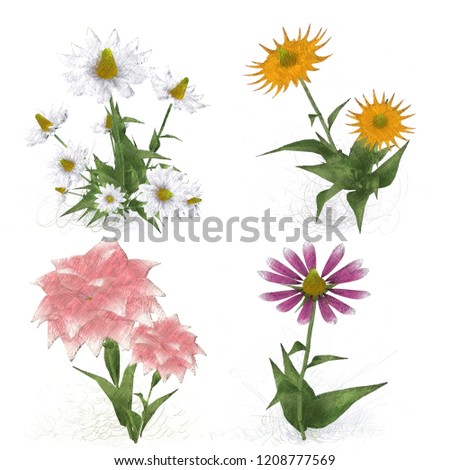 2d illustration. Decorative isolated flower image. Floral Illustration. Vintage botanic artwork. Hand made drawing. Classic botany drawing style. Flower set.