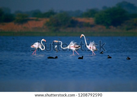 flamingos are playing in shallow lake water in winter morning