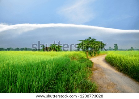 Green rice fields beautiful landscape