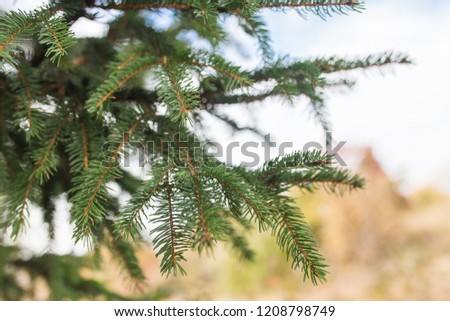 christmas background of spruce branches in nature