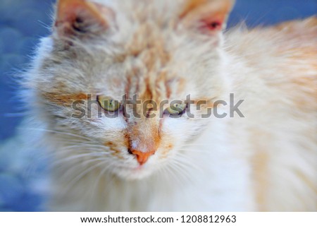 
Domestic fluffy cat basks in the sun, closeup shot