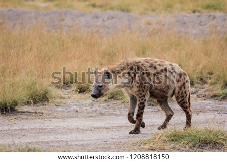 Hyena waling in Ambosele (Kenya)
