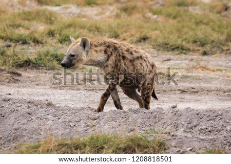 Hyena waling in Ambosele (Kenya)