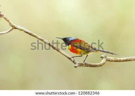 Green-tailed Sunbird on the branch from Doi inthanon, thailand