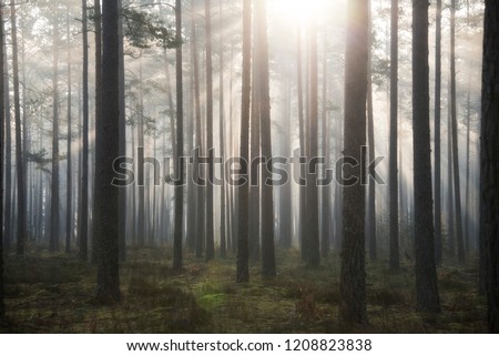 forrest landscape in a sunny day Royalty-Free Stock Photo #1208823838