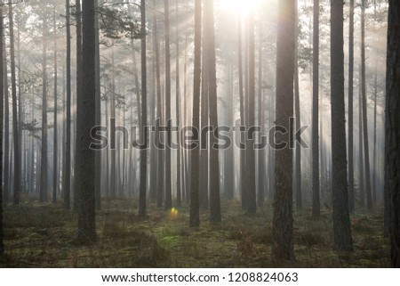 forrest landscape in a sunny day Royalty-Free Stock Photo #1208824063