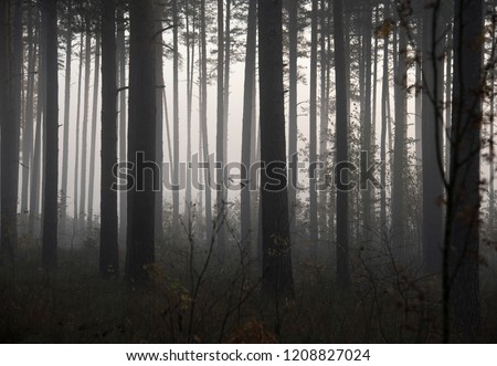 dark forrest with tree silhouettes and sunlight Royalty-Free Stock Photo #1208827024